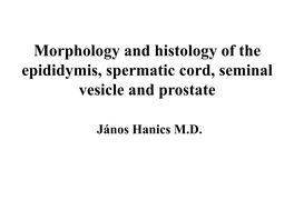 Seminal Vesicle and Prostate