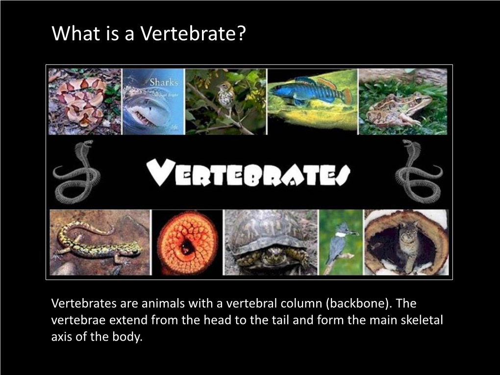 What Is a Vertebrate?