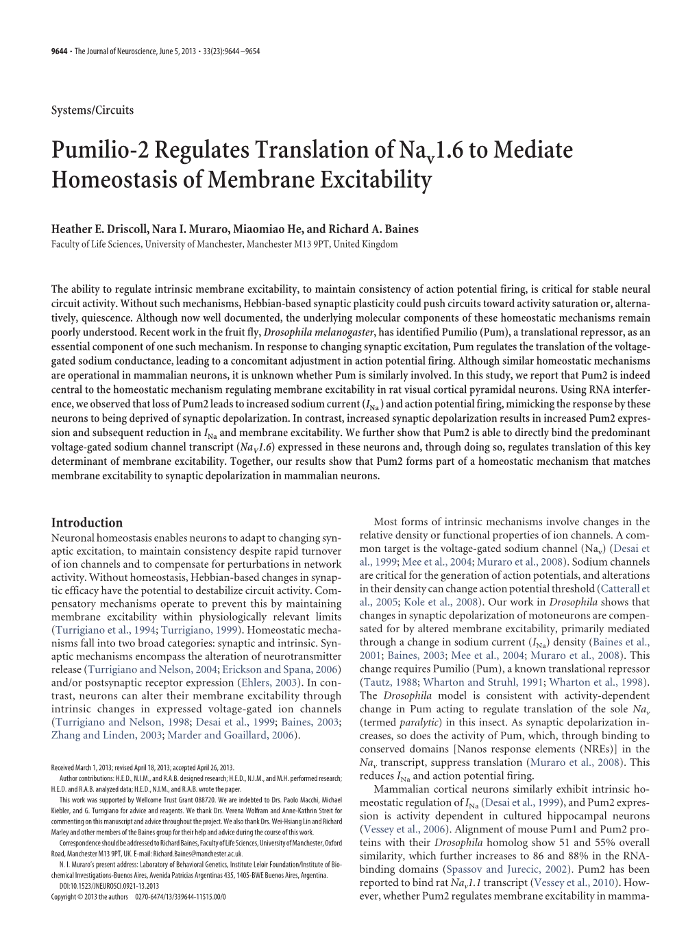 Pumilio-2 Regulates Translation of Nav 1.6 to Mediate Homeostasis Of