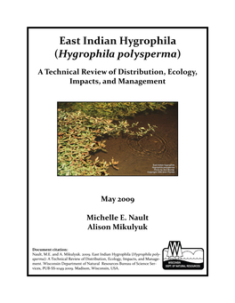 East Indian Hygrophila (Hygrophila Polysperma)