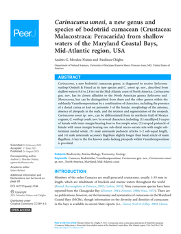 Carinacuma Umesi, a New Genus and Species of Bodotriid