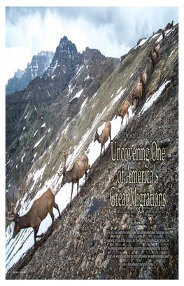 Cody Elk Herd Migration Documented In