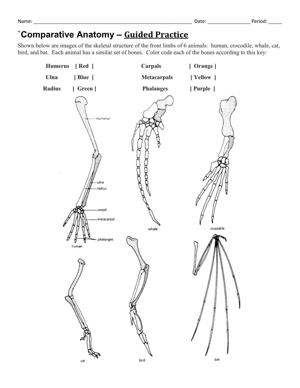 Comparative Anatomy – Guided Practice Shown Below Are Images of the Skeletal Structure of the Front Limbs of 6 Animals: Human, Crocodile, Whale, Cat, Bird, and Bat