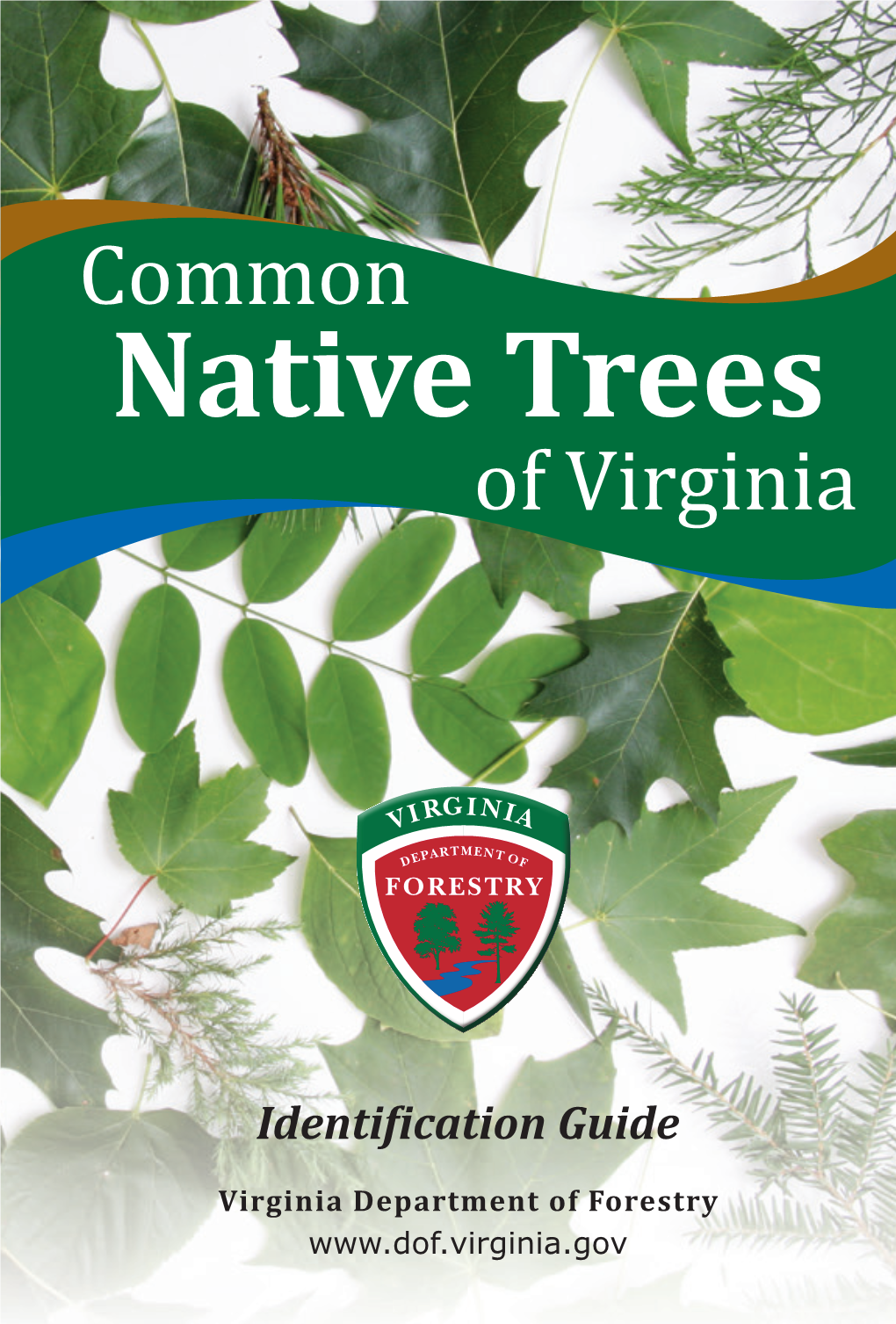 Common Native Trees of Virginia