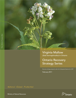 Virginia Mallow (Sida Hermaphrodita) in Ontario Ontario Recovery Strategy Series