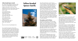 Yellow-Headed Spruce Sawfly