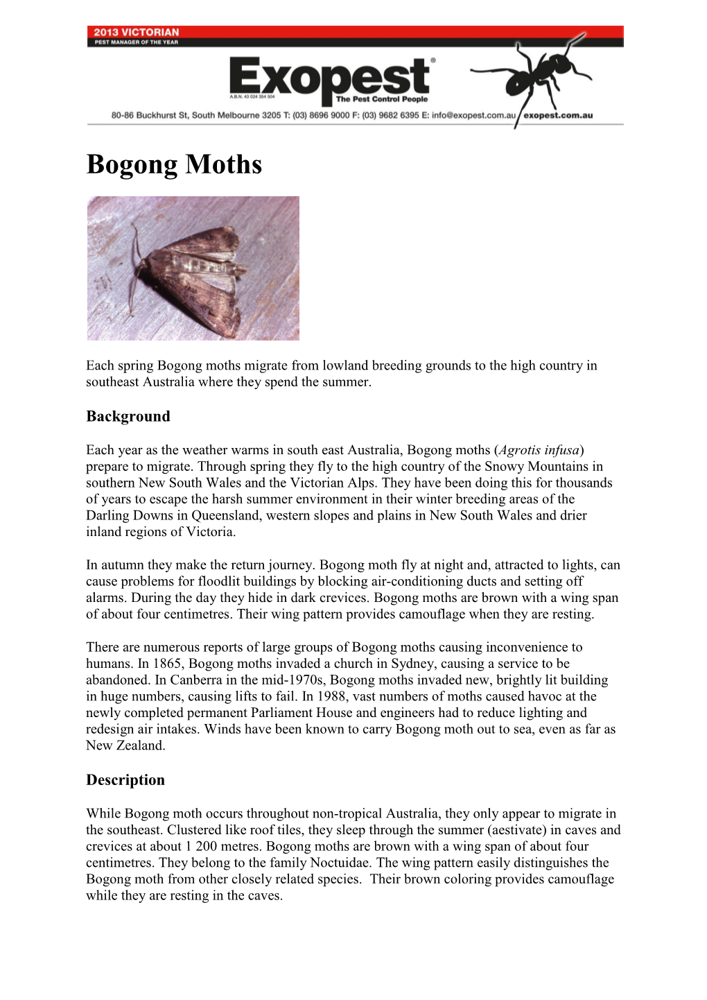 Bogong Moths