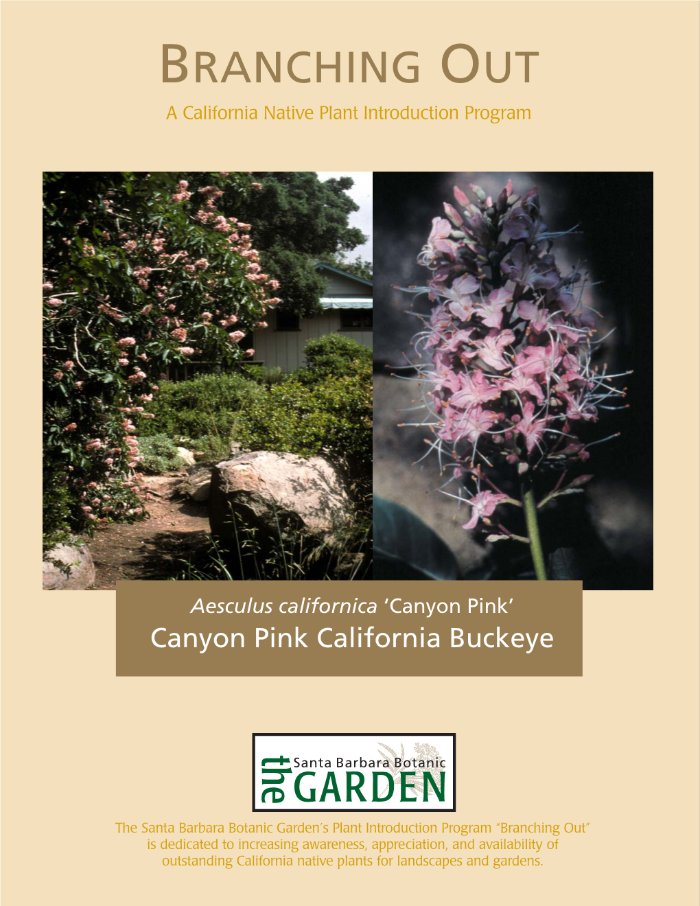 Aesculus Californica ‘Canyon Pink’ Canyon Pink California Buckeye