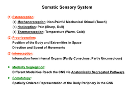 Somatic Sensory System