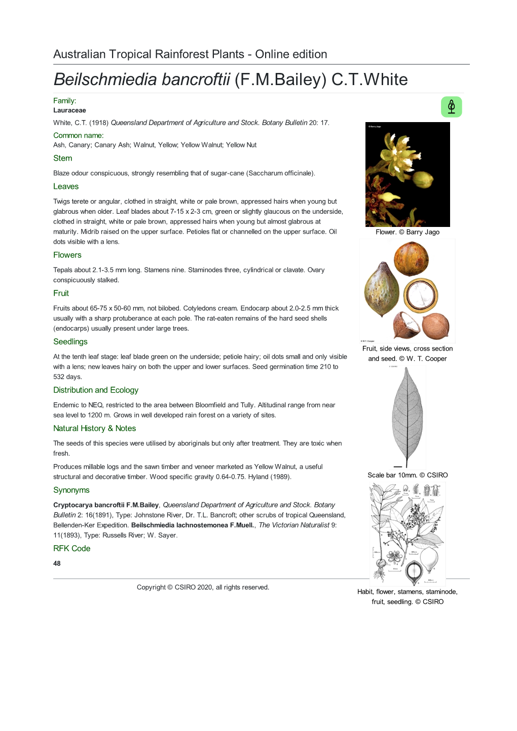 Beilschmiedia Bancroftii (F.M.Bailey) C.T.White Family: Lauraceae White, C.T