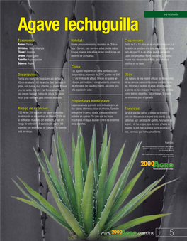 Agave Lechuguilla