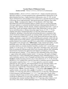 Vascular Plants of Williamson County Lactuca Serriola − PRICKLY LETTUCE, COMPASS PLANT [Asteraceae]