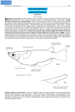 Order BELONIFORMES ADRIANICHTHYIDAE