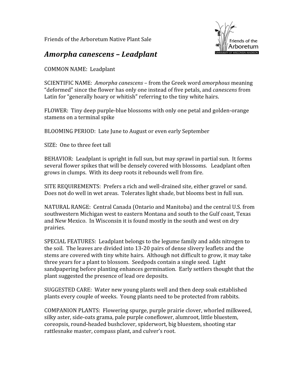 Amorpha Canescens – Leadplant
