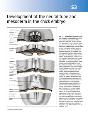 Development of the Neural Tube and Mesoderm in the Chick Embryo