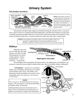 Urinary System Intermediate Mesoderm