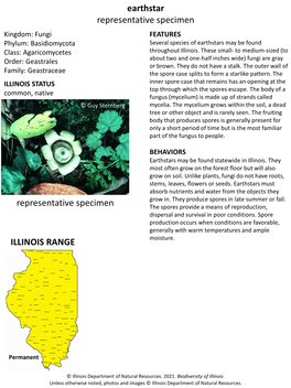 Earthstar Representative Specimen Kingdom: Fungi FEATURES Phylum: Basidiomycota Several Species of Earthstars May Be Found Class: Agaricomycetes Throughout Illinois