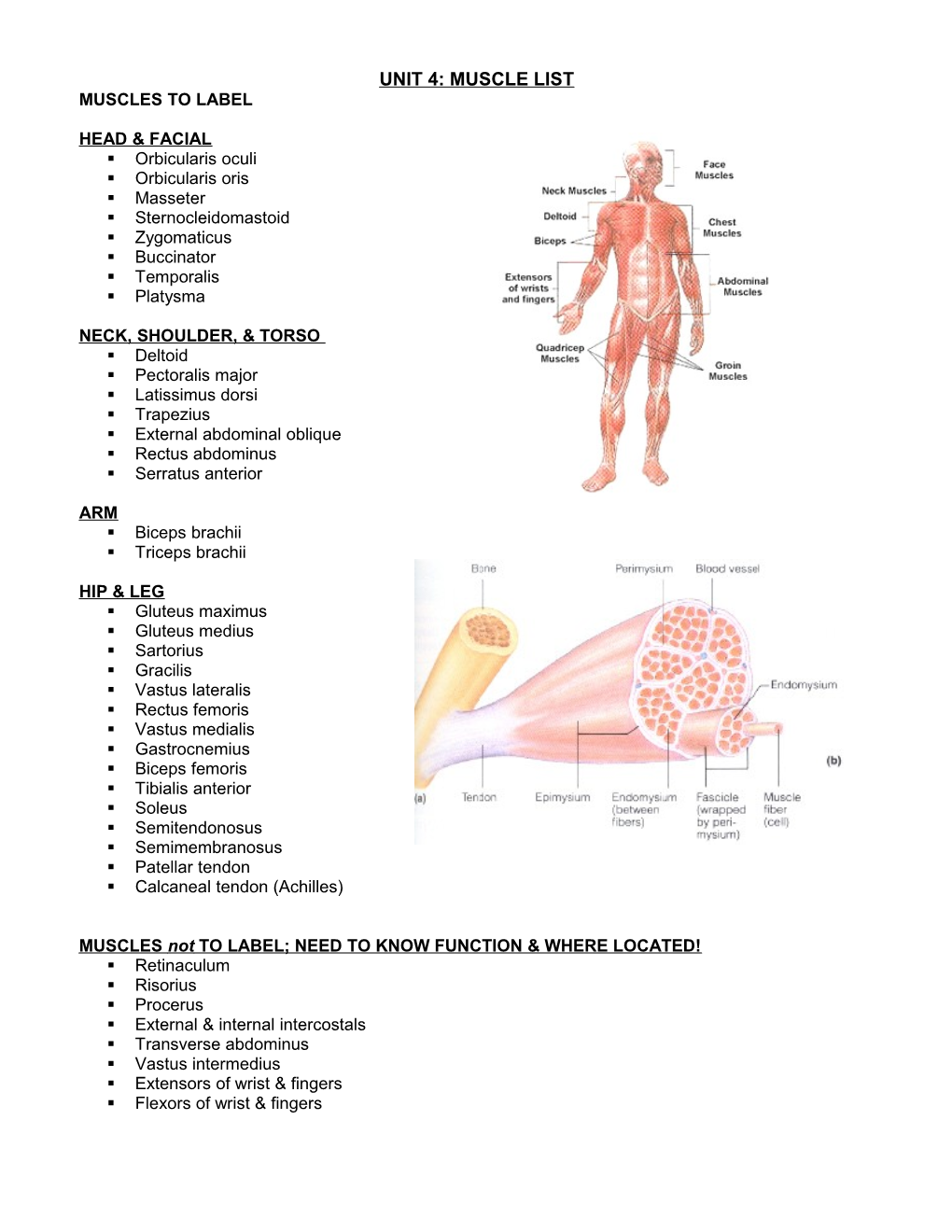 Unit 4: Muscle List