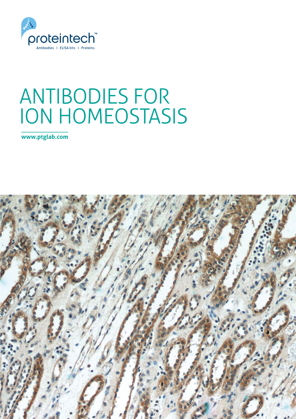 ANTIBODIES for ION HOMEOSTASIS 2 Antibodies for Ion Homeostasis