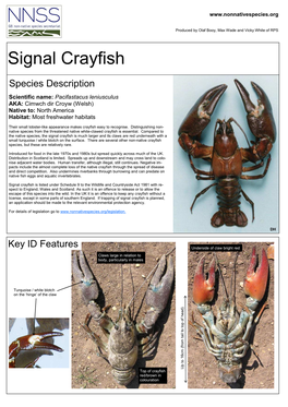 Signal Crayfish