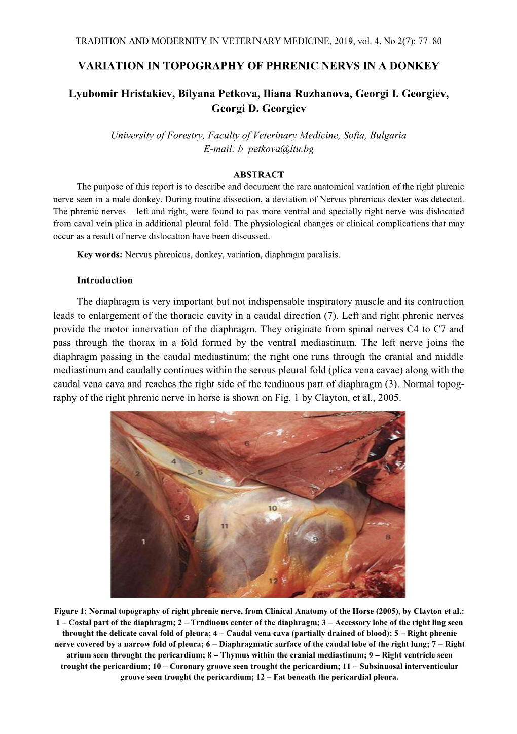 Variation in Topography of Phrenic Nervs in a Donkey