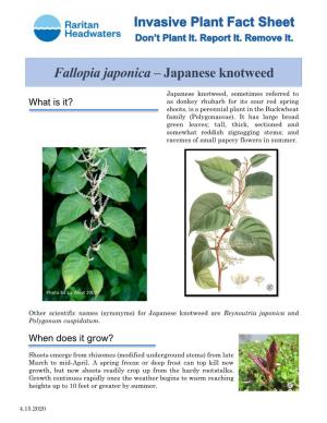 Fallopia Japonica – Japanese Knotweed