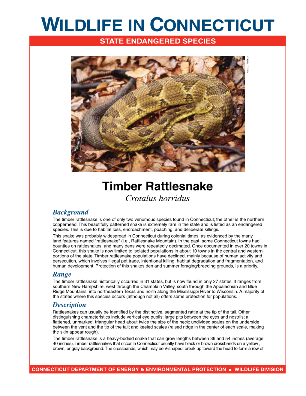 Timber Rattlesnake Fact Sheet