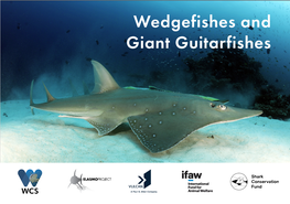 Wedgefishes and Giant Guitarfishes