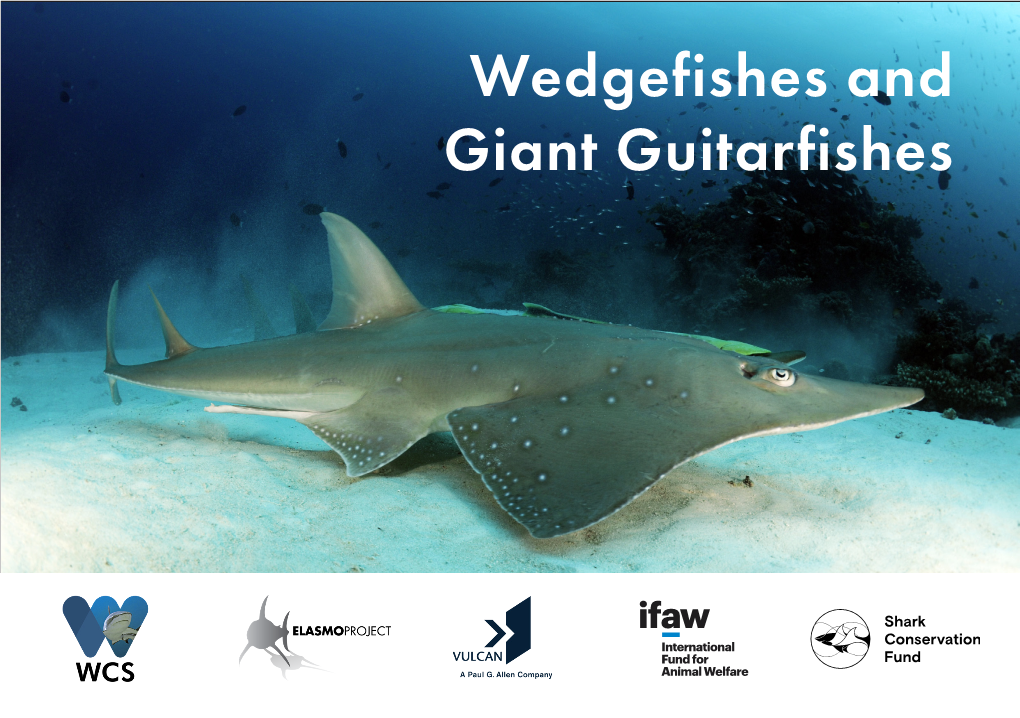 Wedgefishes and Giant Guitarfishes