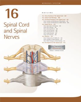 Spinal Cord and Spinal Nerves 487