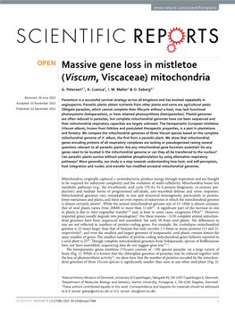 Massive Gene Loss in Mistletoe (Viscum, Viscaceae) Mitochondria