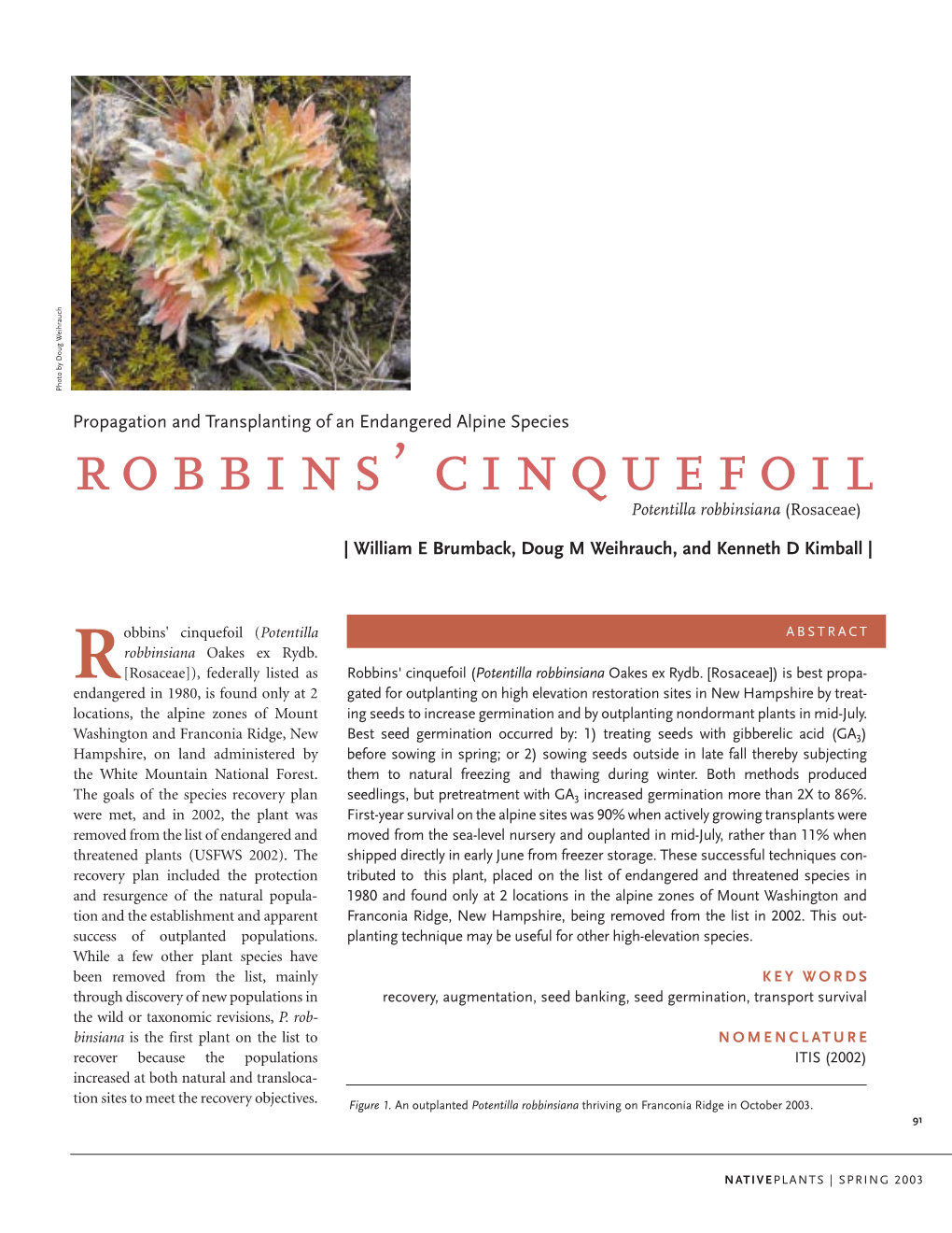 Robbins' Cinquefoil (Potentilla Robbinsiana Oakes Ex Rydb