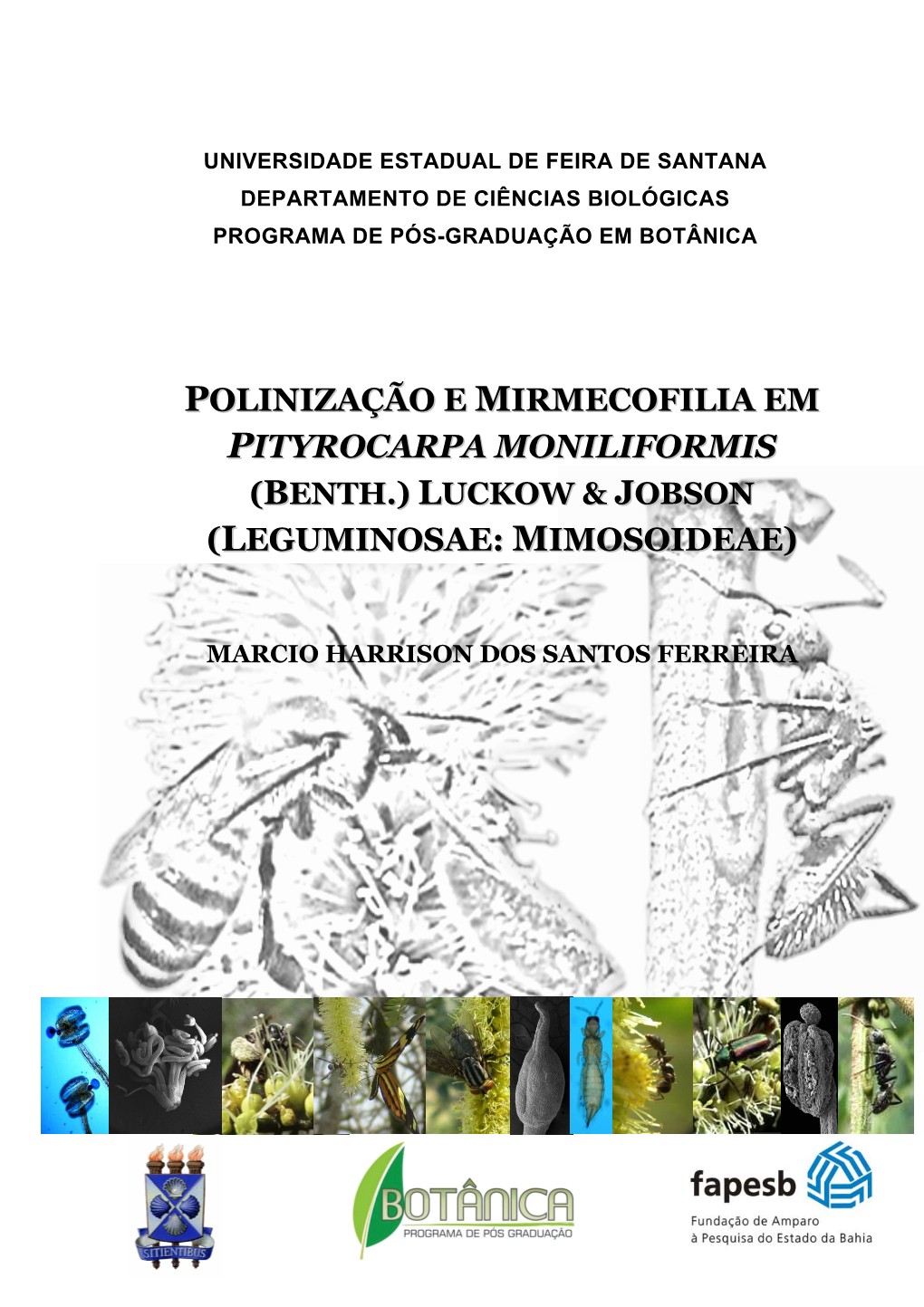 Pityrocarpa Moniliformis (Benth.) Luckow & Jobson (Leguminosae: Mimosoideae)