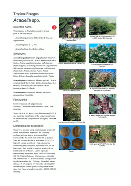 Acaciella Spp. Scientific Name  Three Species of Acaciella Are Used in Various Parts of the World Tropics: Nursery Row of A