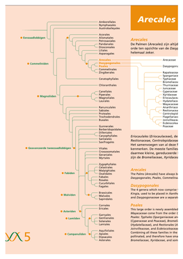 Arecales Nymphaeales Austrobaileyales