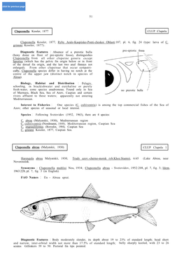 (Bony Dome on Floor of Pre-Epiotic Fossa), Distinguishes Biology