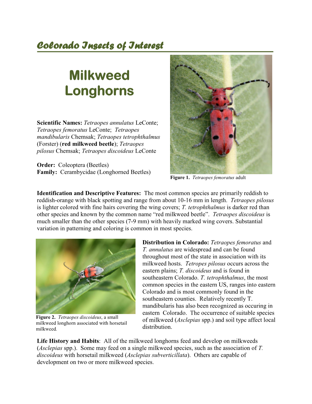 Milkweed Longhorns