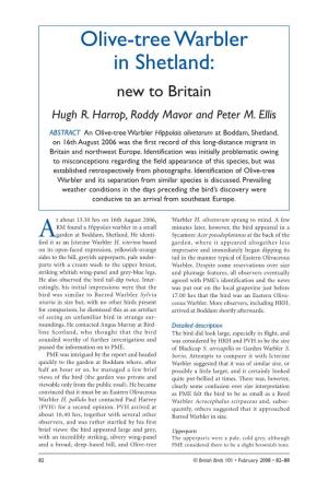 Olive-Tree Warbler in Shetland: New to Britain Hugh R