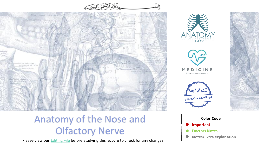 Anatomy of the Nose and Olfactory Nerve