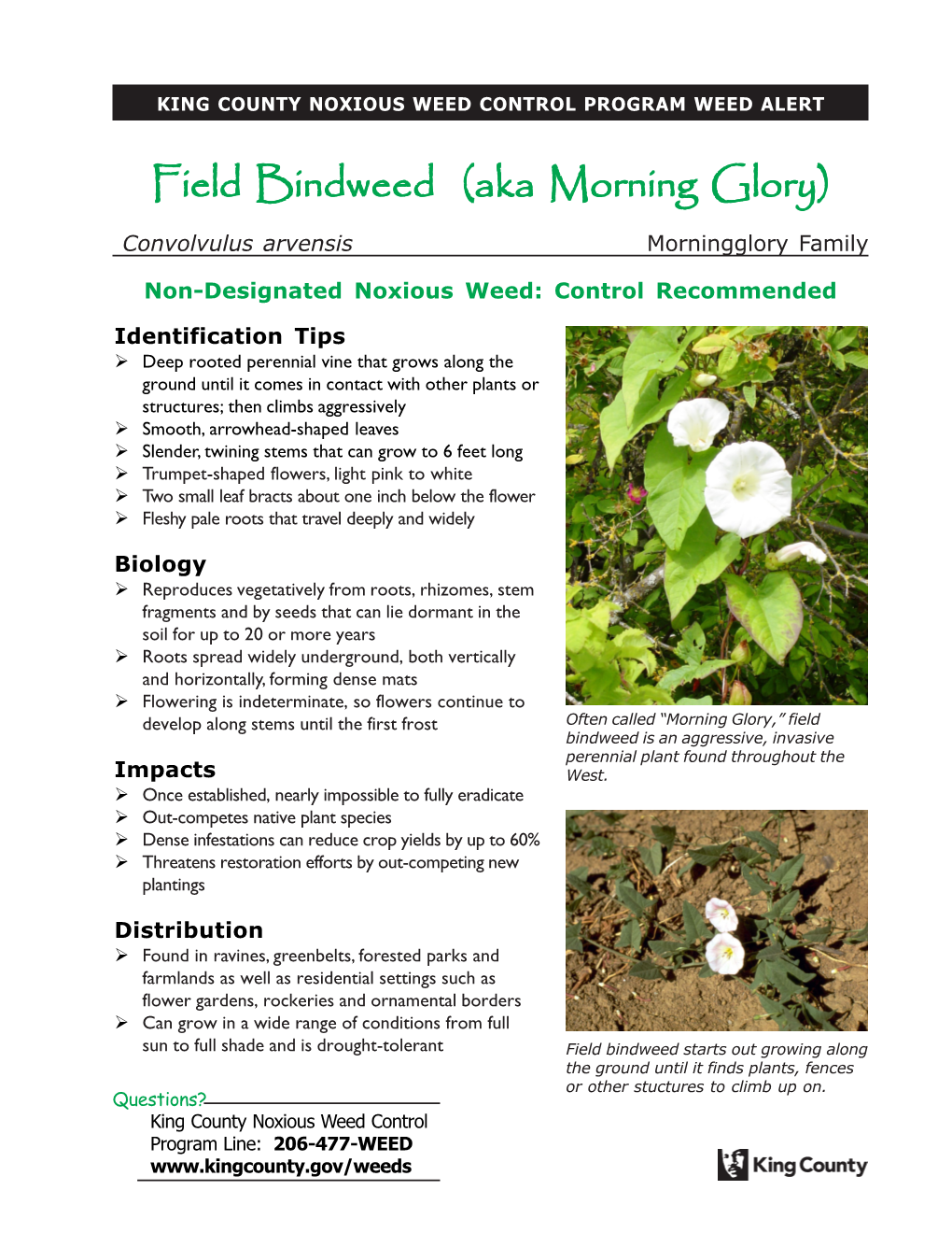 Field Bindweed (Aka Morning Glory) Convolvulus Arvensis Morningglory Family