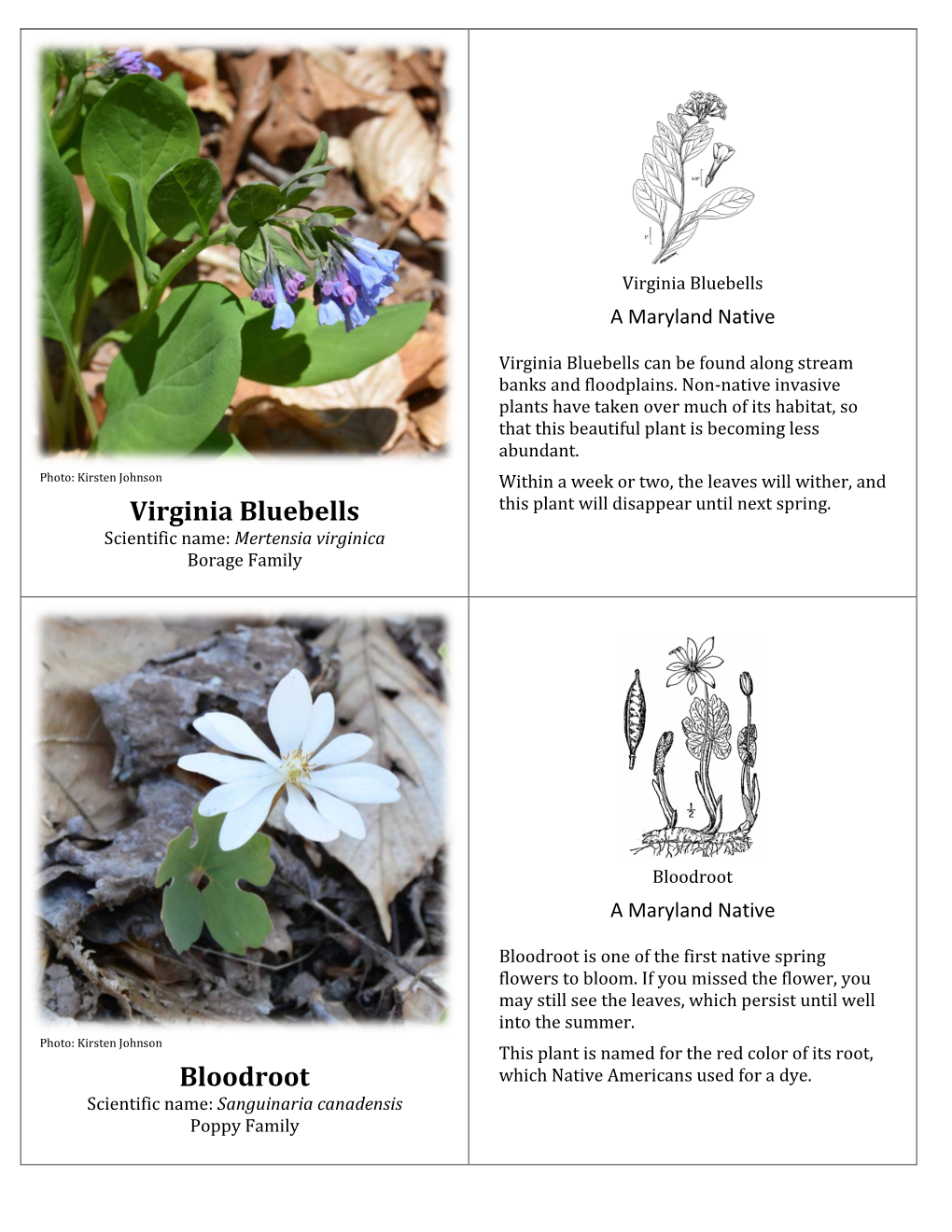 Virginia Bluebells Bloodroot