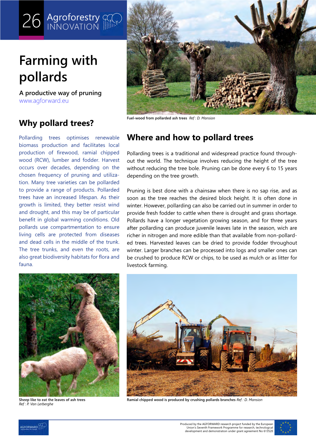 Farming with Pollards a Productive Way of Pruning