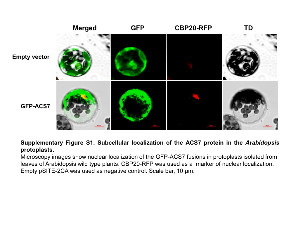 Merged GFP CBP20-RFP TD