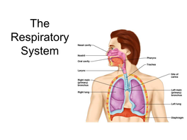 The Respiratory System Respiration Includes
