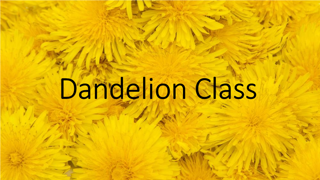 Dandelion Class Dandelion