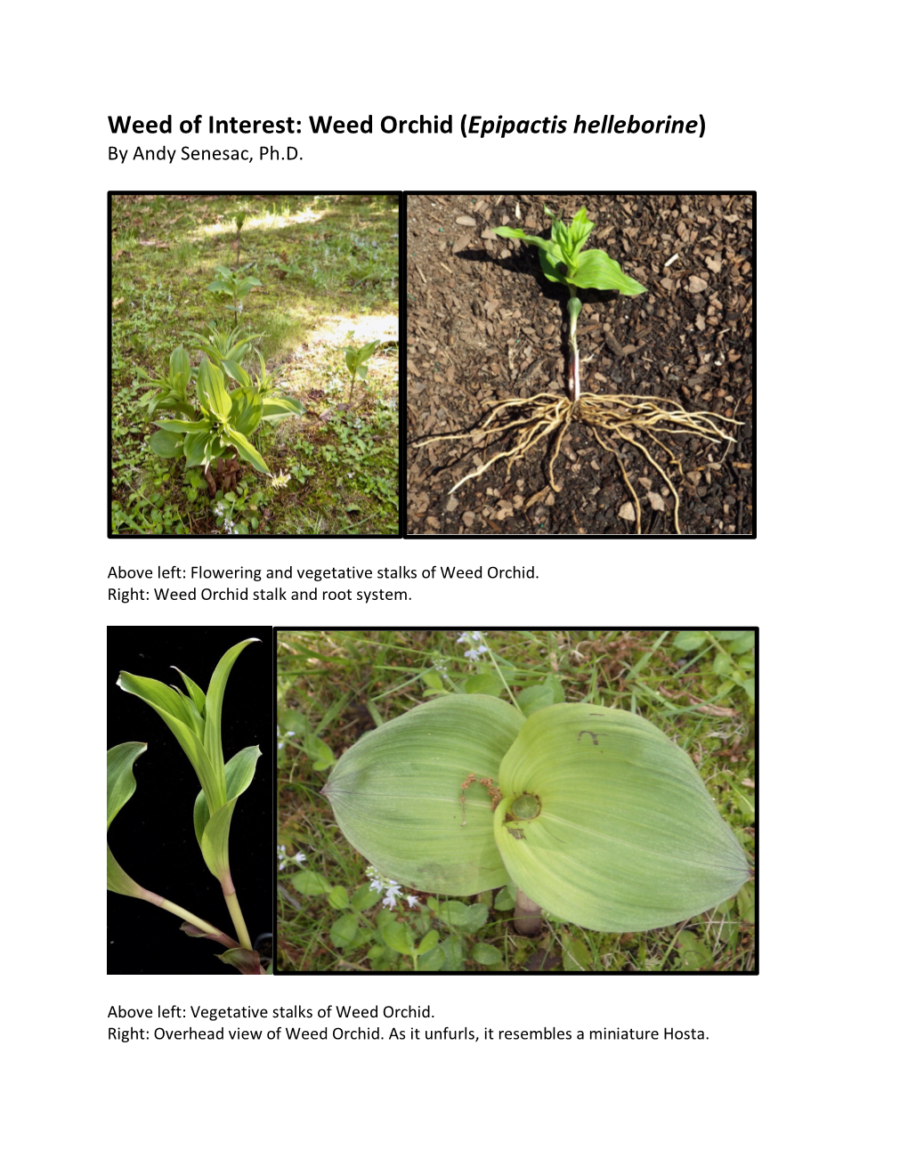 Weed of Interest: Weed Orchid (Epipactis Helleborine) by Andy Senesac, Ph.D