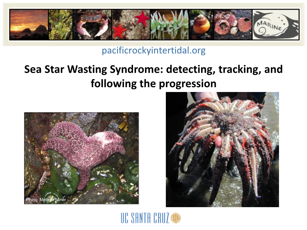 Sea Star Wasting Syndrome: Detecting, Tracking, and Following the Progression