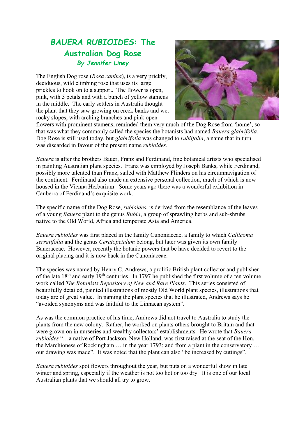 BAUERA RUBIOIDES: the Australian Dog Rose by Jennifer Liney