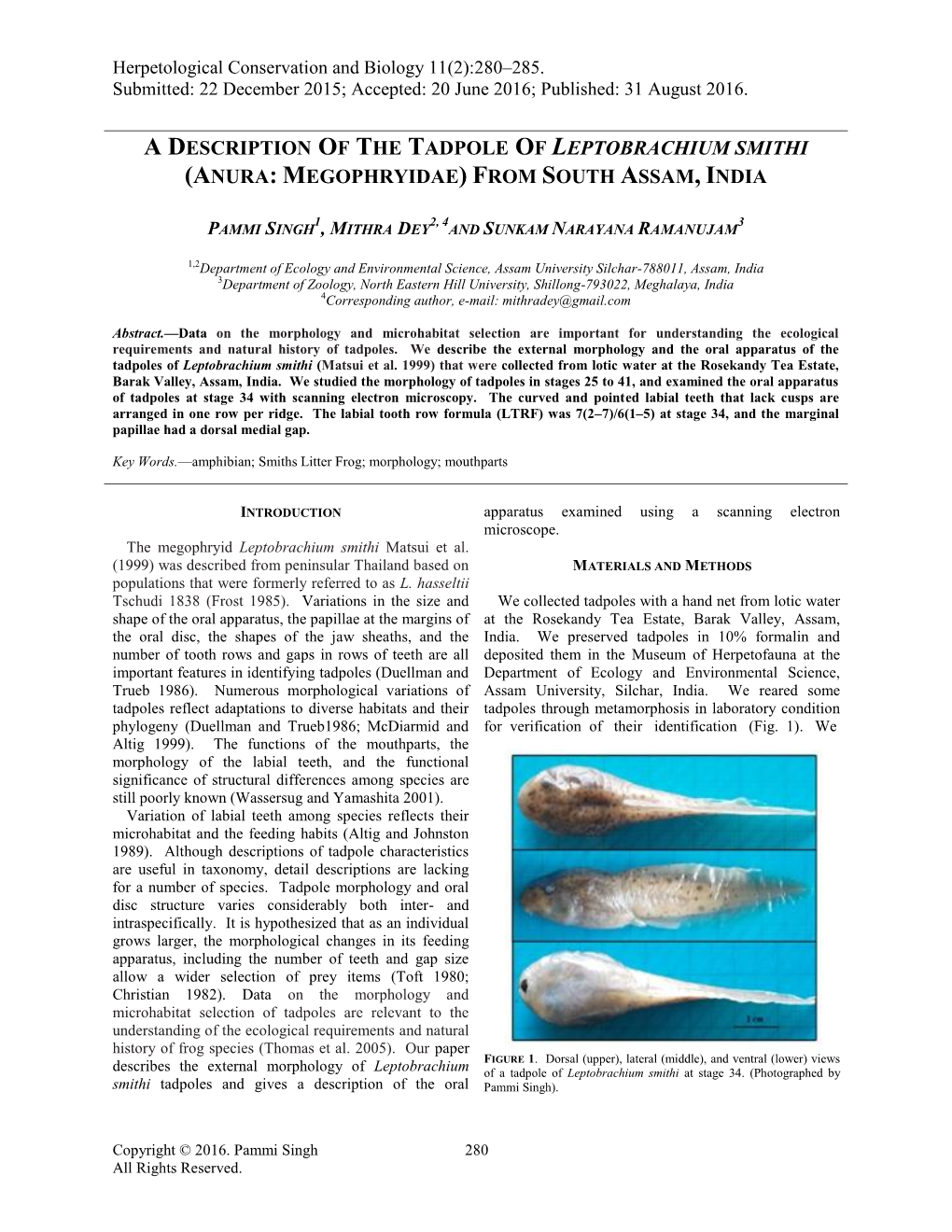 A Description of the Tadpole of Leptobrachium Smithi (Anura: Megophryidae) from South Assam, India