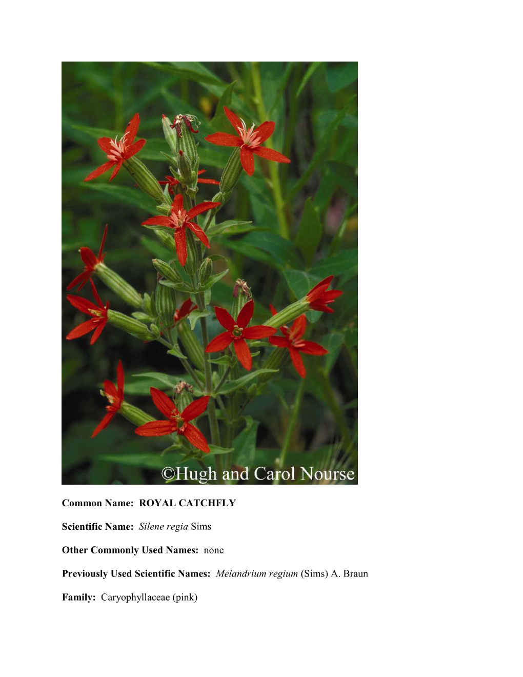 ROYAL CATCHFLY Scientific Name: Silene Regia Sims Other Commonly